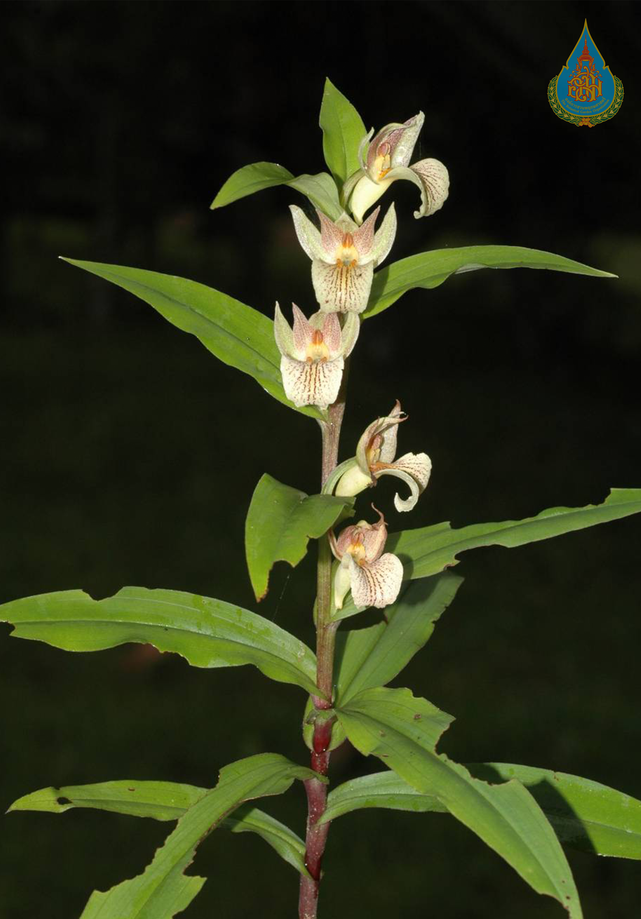 เอื้องดอกเทียน Brachycorythis acuta (Rchb.f.) Summerh.<br/>ORCHIDACEAE